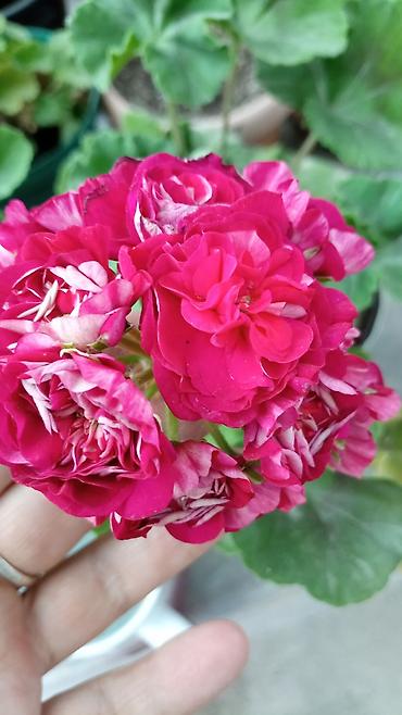 Герани и пеларгонии: Пеларгонии (герань зональная) — сортовые кустики в горшках — 6