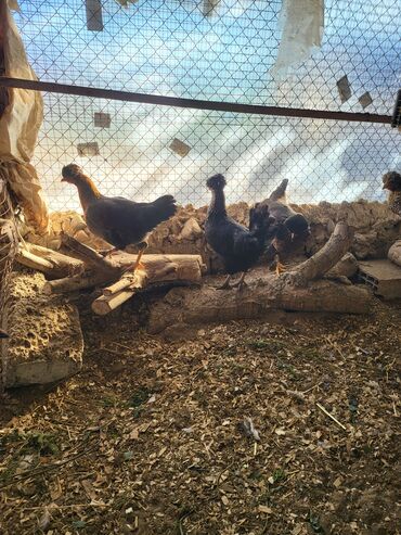 Digər quşlar: Kəkilli kənd fərələri 4 aylıq 10 ədəd 19 manatadi fərələr 12 manat — 11