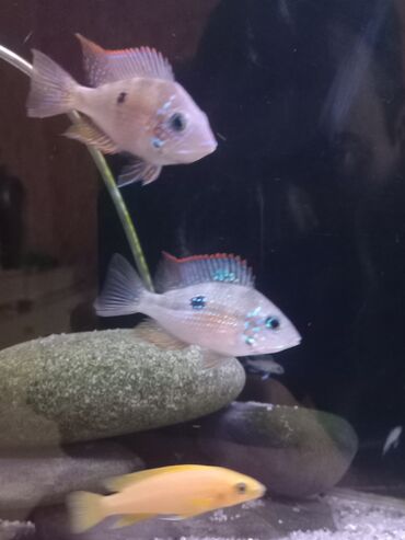 Balıqlar: Cixlid balığı, Sülhsevər — 2