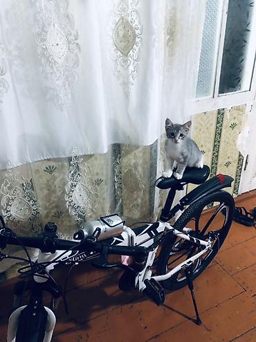 Şəhər və yüngül off-road üçün çoxfunksiyalı velosiped. - Rəng lalafo.az -da Şəhər və yüngül off-road üçün çoxfunksiyalı velosiped. - Rəng