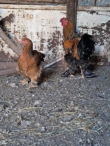 Toyuqlar: Toyuq, Brama, Damazlıq — 1