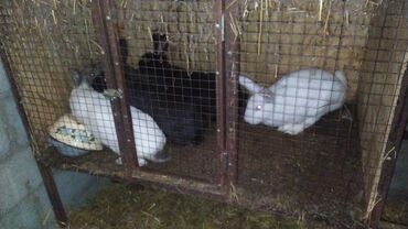цена кролика живого: Продаю | Крольчиха (самка), Кролик самец, Крольчата | Белый великан | Для разведения | Племенные