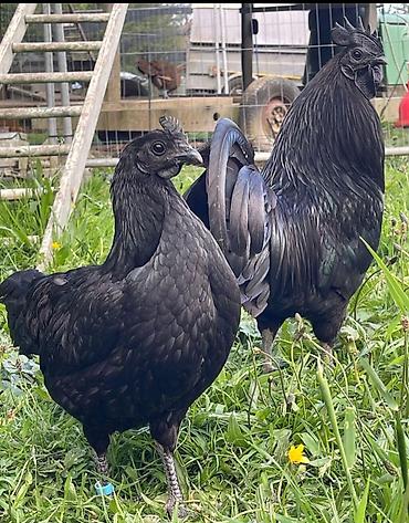 serebrist toyuqlar satılır: Ayam Cemani sortluq toyuqlar cütü 300 500 arası dəyişir hazırda — 1