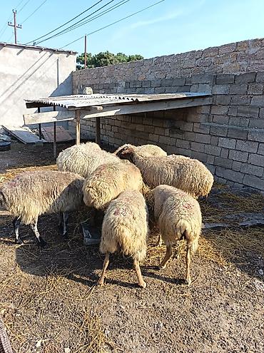 qoca qoyun: Məhsul: Qoyun sürüsü Ramani savxoz boğazıda var hamsı kom satılır — 2