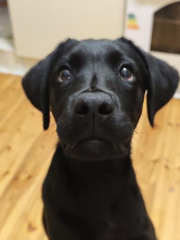 iri buynuzlu: Labrador-retriver, 6 ay, Dişi, Sənədli, Ünvandan götürmə — 1