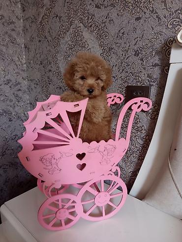 İtlər: Pudel, 2 ay, Dişi — 15