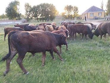 Коровы, быки: Продаю | Бык (самец) — 12