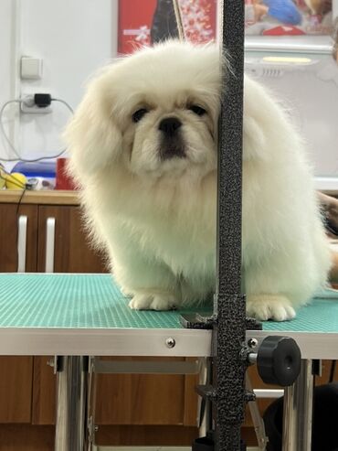 сколько стоит собака померанский шпиц: Пекинес, 5 месяцев, Самец