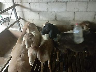 сколько я в баранах: Продаю | Баран (самец) — 3