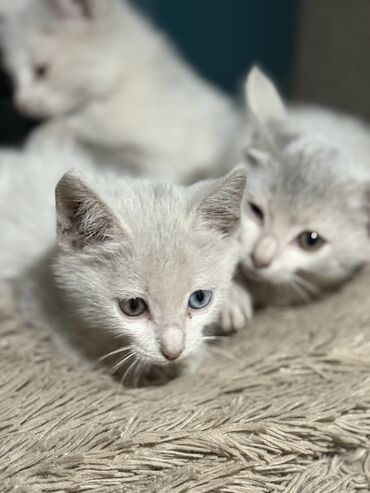 спаниель щенок купить: Котята. Помёт из трёх малышей: - Мальчик: белый, крупные