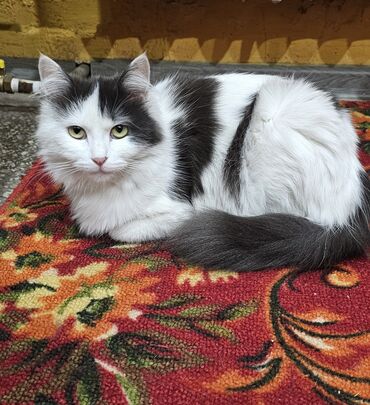 Коты: Открыта бронь на котяткрасивые пушистыеродились 3.03один белый
