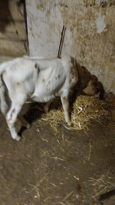 Inəklər, öküzlər: Məhsul: İnək (iribuynuzlu heyvan) Xüsusiyyətlər: - Rəng: Ağ-krem — 11