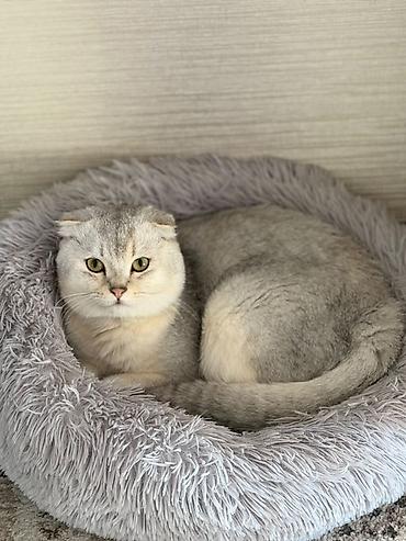 козлу кой: Продаётся чистокровный вислоухий котик Scottish Fold Продам красивого — 1