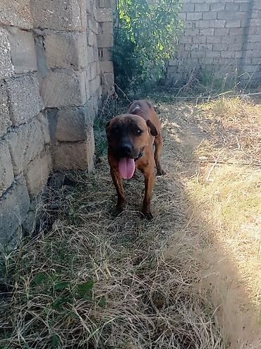 pitbul balaları: Pitbul, 2 il, Erkək, Cütləşmə üçün, Ödənişli çatdırılma, Ünvandan götürmə — 3