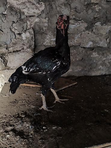 Digər quşlar: Heyvanlar merdekandadi. fikri ciddi olanlara etrafli melumat -da lalafo.az — 13 Digər quşlar: Heyvanlar merdekandadi. fikri ciddi olanlara etrafli melumat — 13