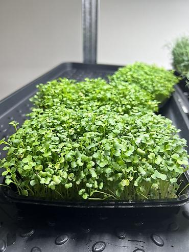 Микрозелень: Микрозелень в Бишкеке Горох подсолнечник, брокколи, горчица, редис — 11