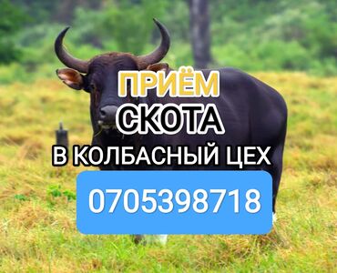 ячмень продаю: Куплю | Коровы, быки, Лошади, кони | Забитый, На забой, на мясо, Круглосуточно