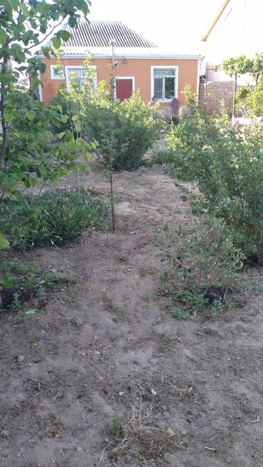 Həyət evləri və villaların satışı: Buzovna vişnovka .Tam dolu satlir eşyalarla birlikde -da lalafo.az — 12 Həyət evləri və villaların satışı: Buzovna vişnovka .Tam dolu satlir eşyalarla birlikde — 12