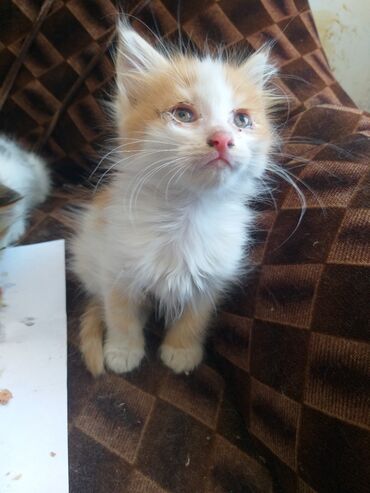 купить персидского кота: В добрые руки рыжики пушистые