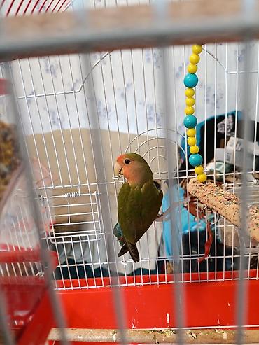 hind quwu: Məhsul: Agapornis (Sevgi quşu) bir ədəd nerazluçnik satılır qiymətli — 1