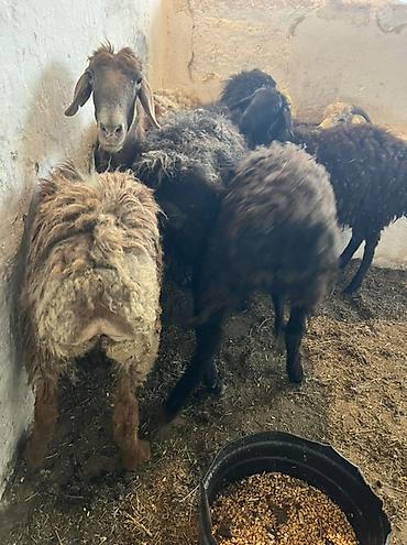 Баран, овца: Продаю | Овца (самка) | Для шерсти | Ярка — 11