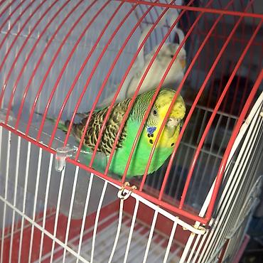 pitbul satilir: 2 eded qus qefesi ile birlikde satilir — 1
