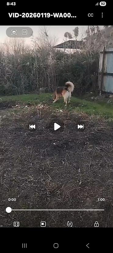 İtlər: Xaski, 1 ay, Erkek, Peyvəndli, Ünvandan götürmə — 13