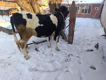 Коровы, быки: Продаю | Тёлка | Для молока | Привязанные — 7