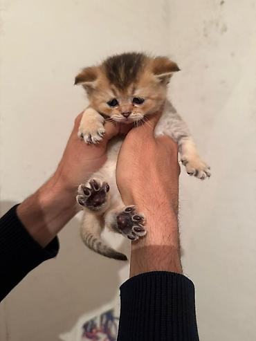 Pişiklər: Şotland — 5