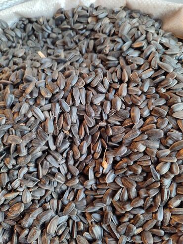 Digər qida məhsulları: Qovrulmuş və çiy,ağ və qara semiçkalar çəki ilə satılır. Sifariş -da lalafo.az — 8 Digər qida məhsulları: Qovrulmuş və çiy,ağ və qara semiçkalar çəki ilə satılır. Sifariş — 8