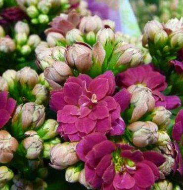 букеты цветы: Распродажа каланхоэ 7 расцветок. комнатные .цветы . Живу рядом с