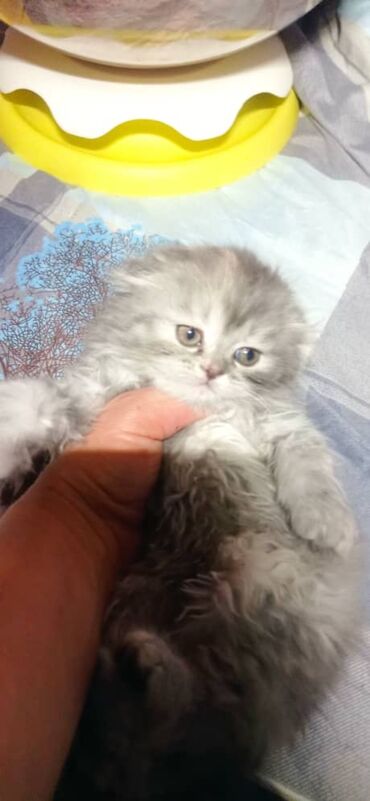 кошка шотландская вислоухая цена: Скотиш Фолд (Шотландиялык шалпаң кулак), 2 айлык, Ургаачы, Лотокко барууга үйрөтүлгөн, Курттардан тазаланган
