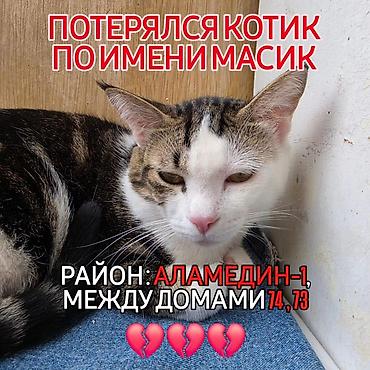 Мышыктар: Жоголгон : Породасыз, Эркек, Биколор — 1