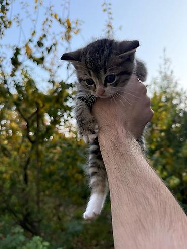 Pişiklər: Şotland yastı qulaq, Erkək, Dişi, Yaxşı əllərə, Ünvandan götürmə, Pulsuz çatdırılma, Ödənişli çatdırılma — 9