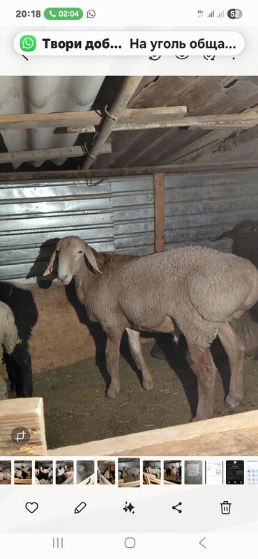 продаю музоо торпок корова самка бык самец айрширская ангус алатауская на забой для разведения на откорм племенные нетель привязанные: Продажа овец (стадо/отдельные особи). - Породы: тонкорунные/курдючные