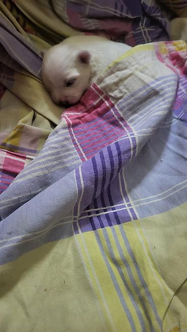 Psi: Na prodaju stenci maltezera,snezno bele boje,stari dva — 4