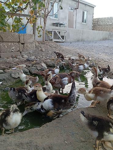 ordəy balası: Salam lal indukladi 33 edirdi böyde var içinde 6 manata balacalar — 1