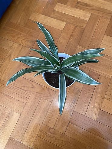 boja sampanjca: Dracaena deremensis ‘Warneckii’ u saksiji - Sobna biljka sa — 3