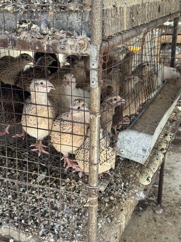 русская синяя кошка: Продам перепелок дешево Молодые 3 мес Несутся каждый день Кол 90