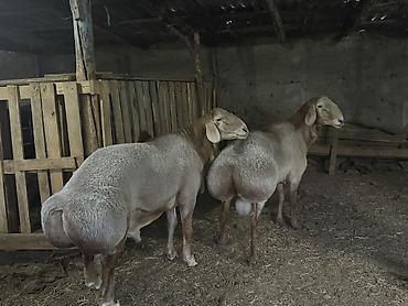 зайчик купить: Продаю | Баран (самец) | Для разведения | Племенные — 1