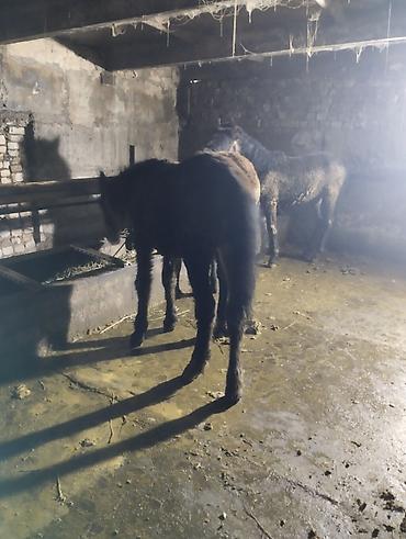 Лошади, кони: Продаю | Жеребенок | Для разведения | Племенные — 5