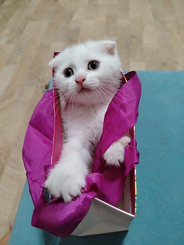 Животные: Шотландская — 5