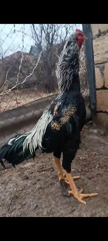 o şamo: 11 ayliq ata taylant ana mamba super qani olan heyvandi atasida — 6