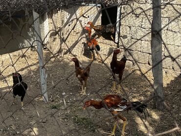 kend toyugu: Toyuq, Damazlıq, Ünvandan götürmə