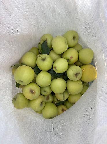 Другие товары для дома и сада: Продаю яблоки с сада. 2 гектара. Разных сортов. Вкусные, сочные с — 17
