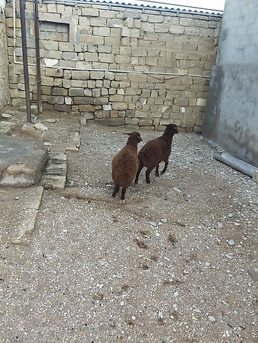 Quzu: Bir erkek bir dişi Qala quzusu cütü 550 manata tək satilmir .qiymət — 4