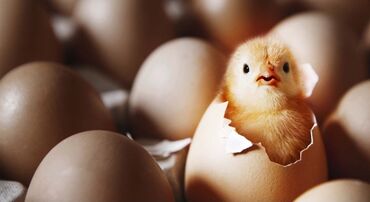 корм куры: Продаю | Инкубационные яйца