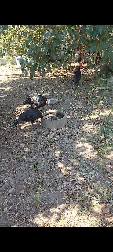 ev quşları haqqında qısa məlumat: Təmiz cins — 1