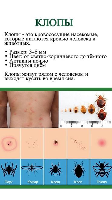 мраморные тараканы: DEZEXPERT — профессиональная дезинсекция от тараканов Что входит: - — 8