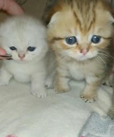 Pişiklər: Şotland — 7